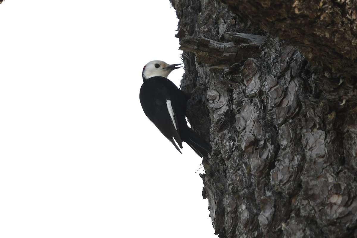 White-headed Woodpecker - ML629112801