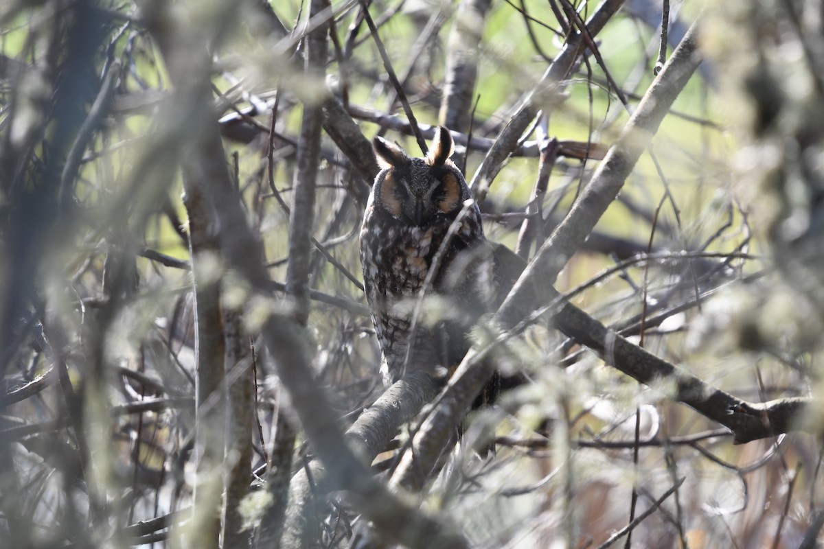Long-eared Owl - ML629112834