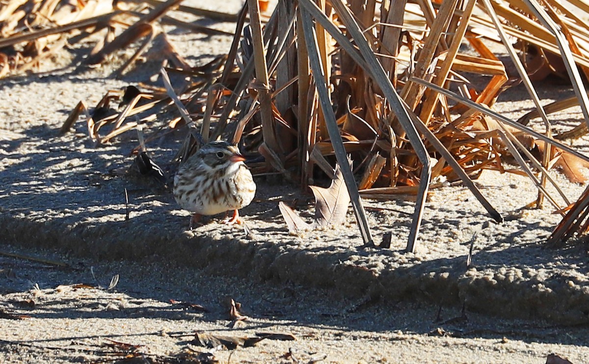 Savannah Sparrow (Ipswich) - ML629112926