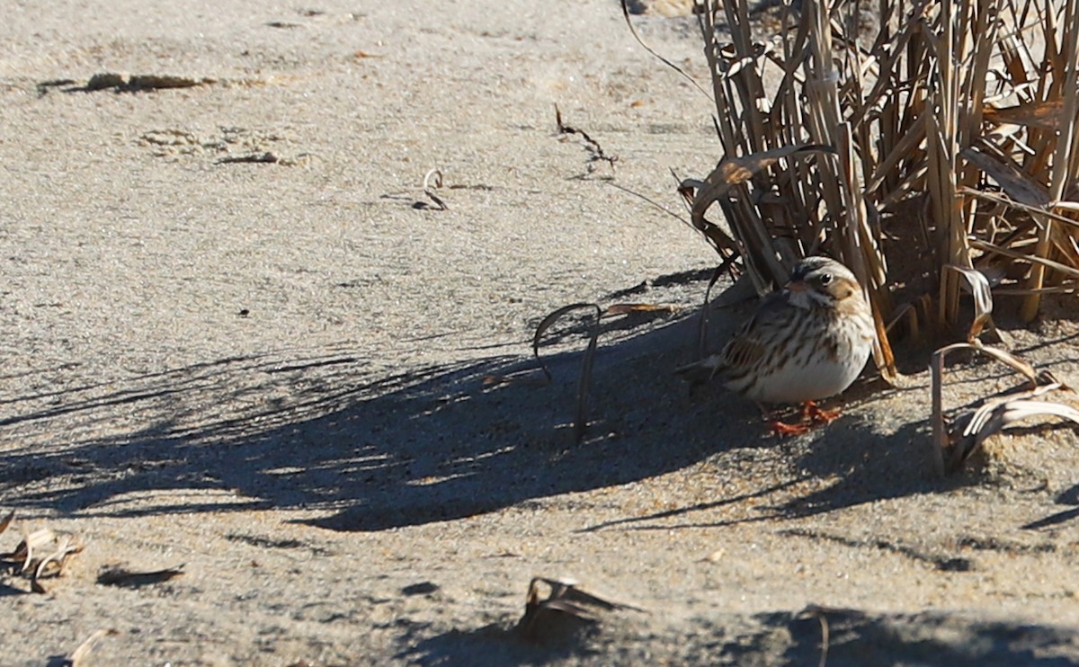 Savannah Sparrow (Ipswich) - ML629112940