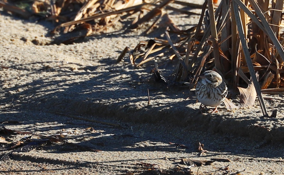 Savannah Sparrow (Ipswich) - ML629112950