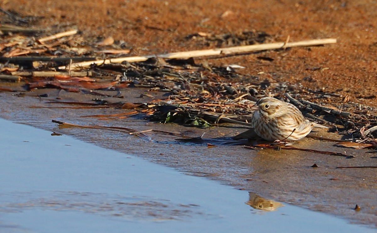 Savannah Sparrow (Ipswich) - ML629112964