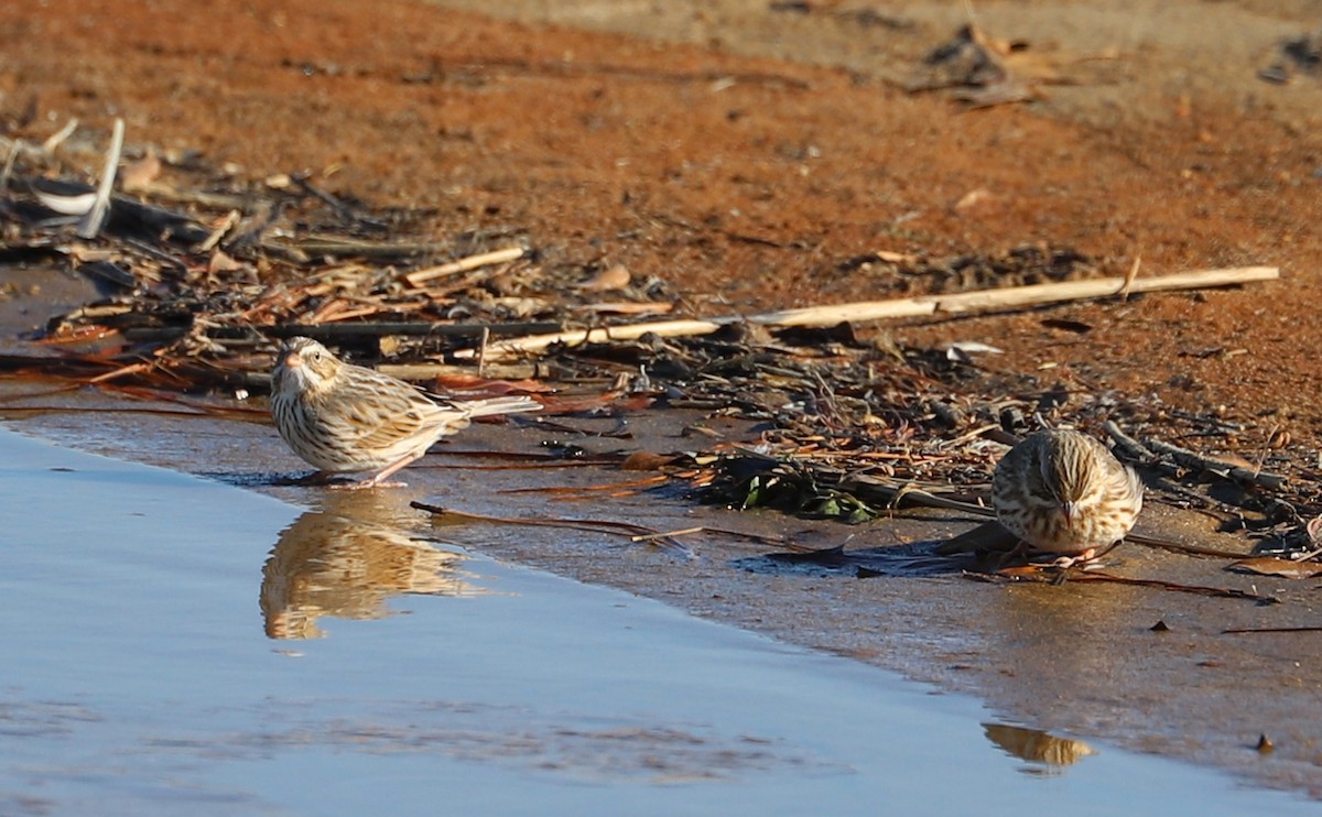 Savannah Sparrow (Ipswich) - ML629112971