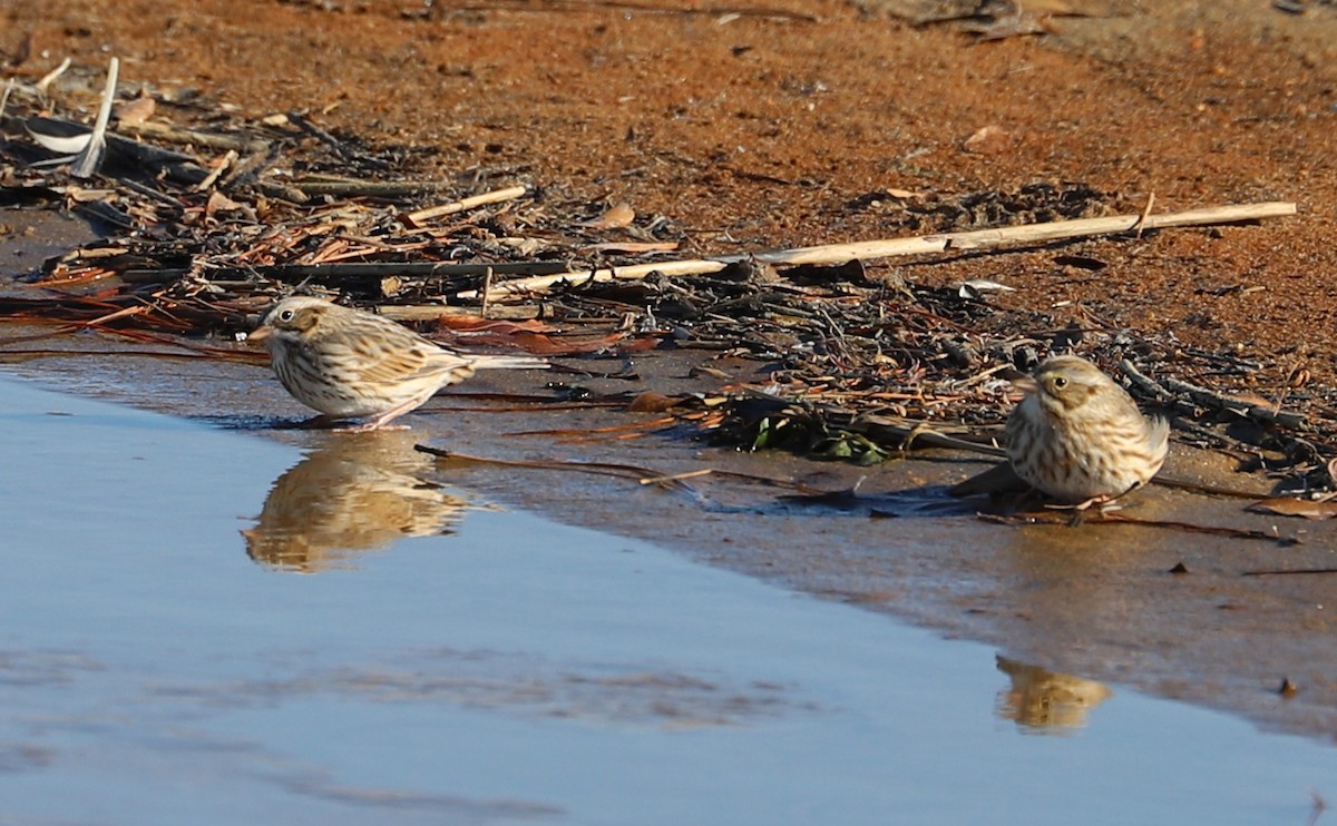 Savannah Sparrow (Ipswich) - ML629112985