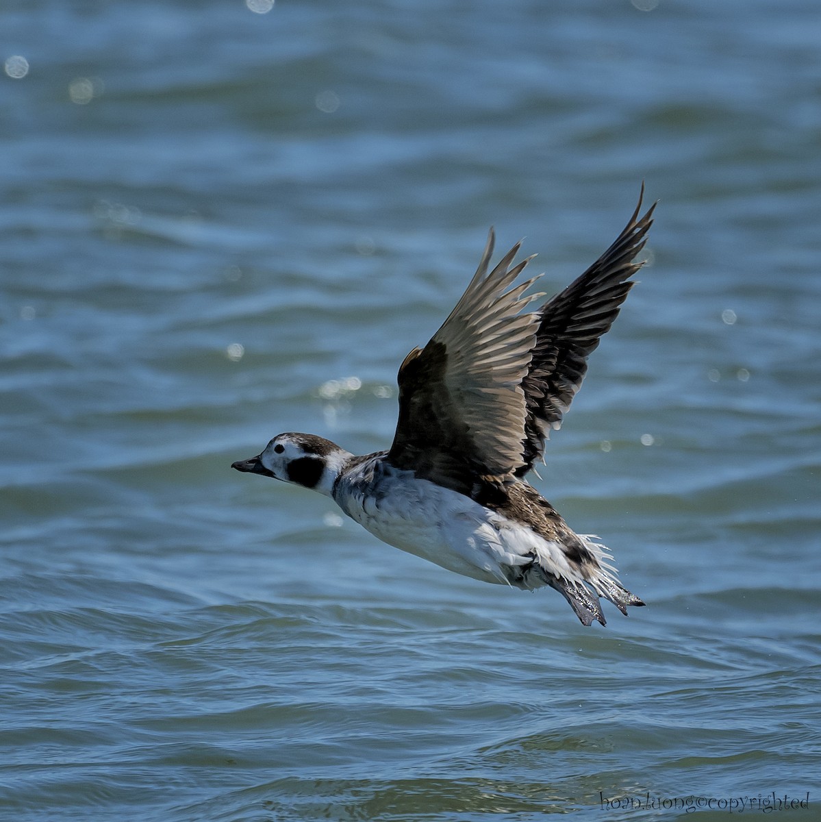 Long-tailed Duck - ML629112989