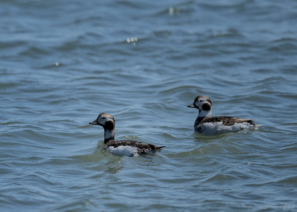 Long-tailed Duck - ML629112990