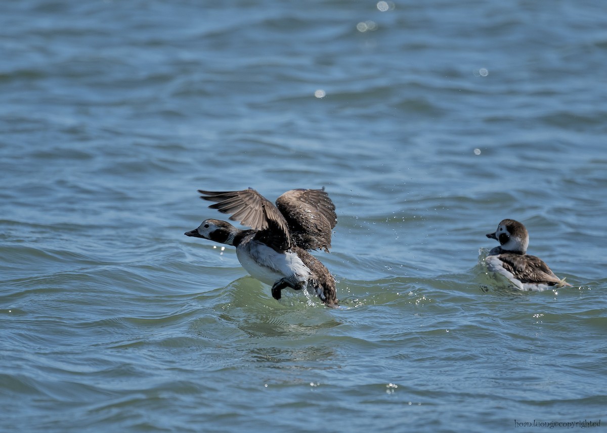 Long-tailed Duck - ML629112991