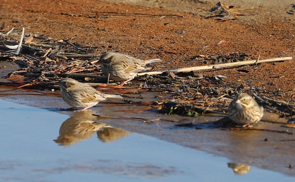 Savannah Sparrow (Ipswich) - ML629112999