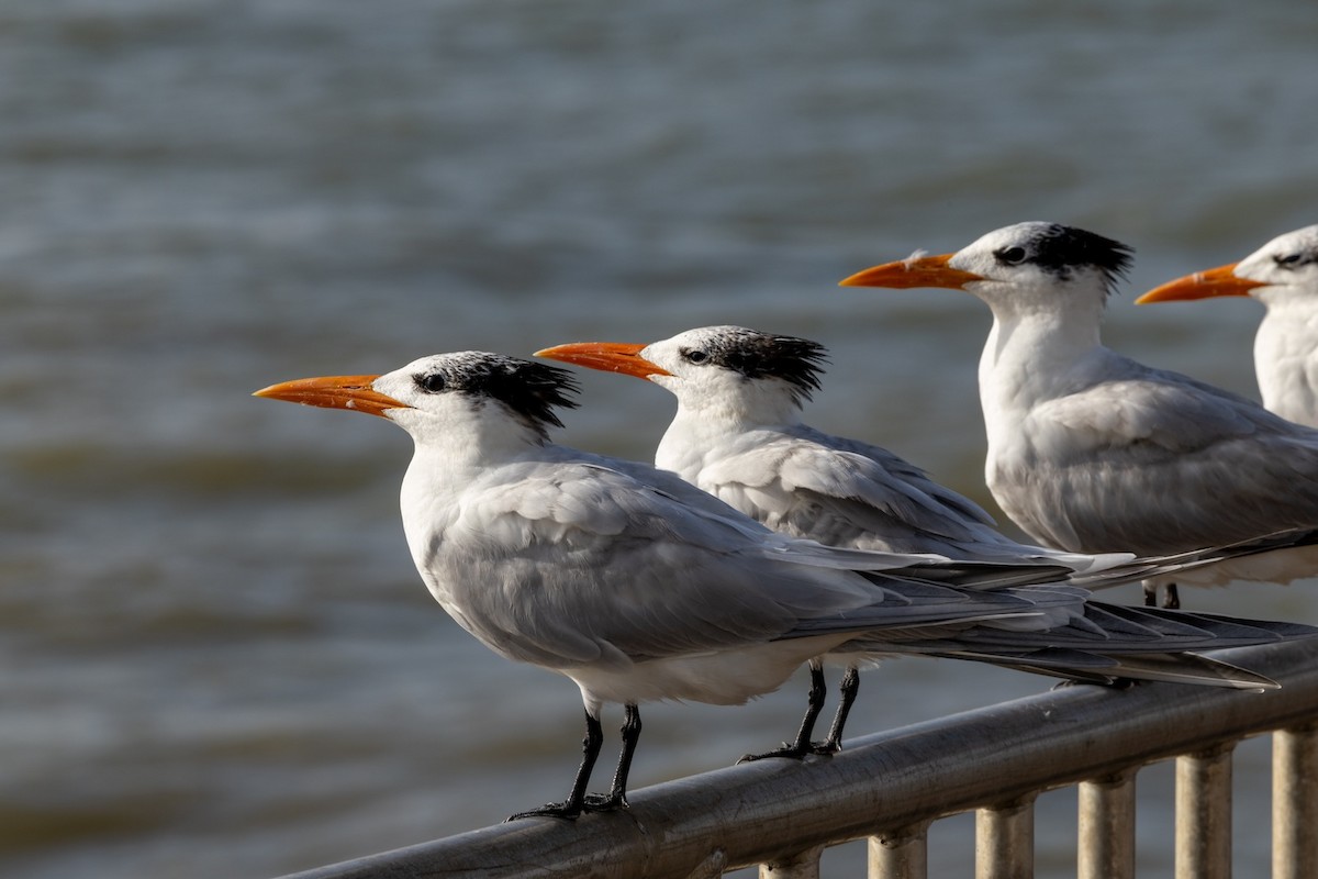 Royal Tern - ML629113018