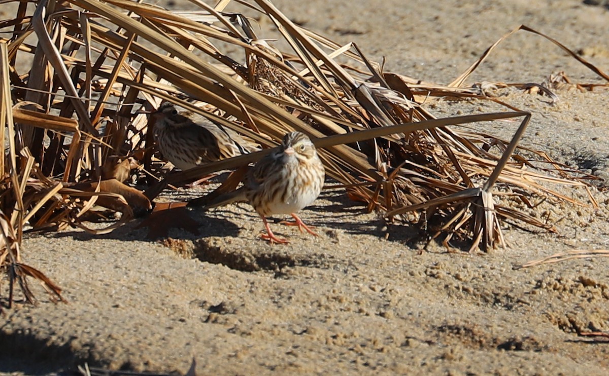 Savannah Sparrow (Ipswich) - ML629113019