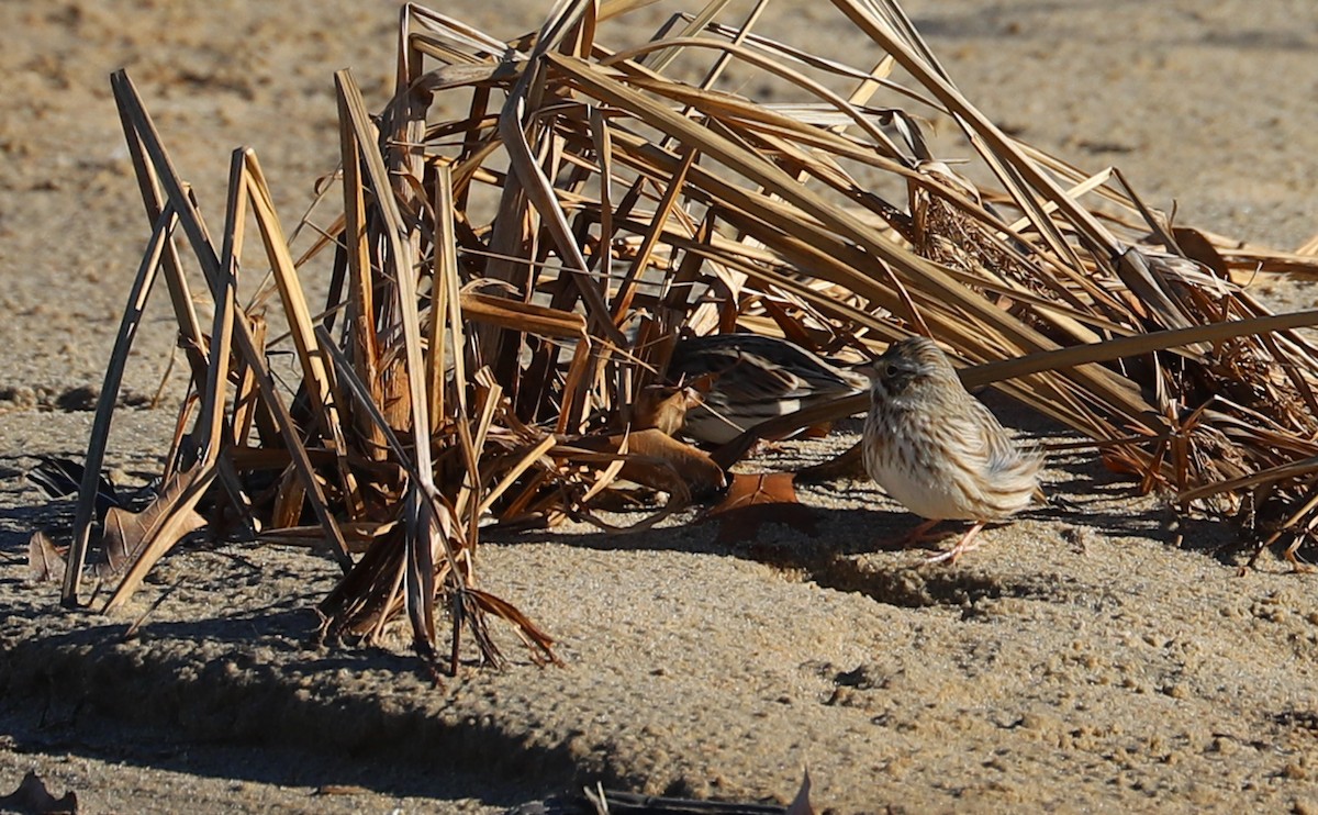 Savannah Sparrow (Ipswich) - ML629113028