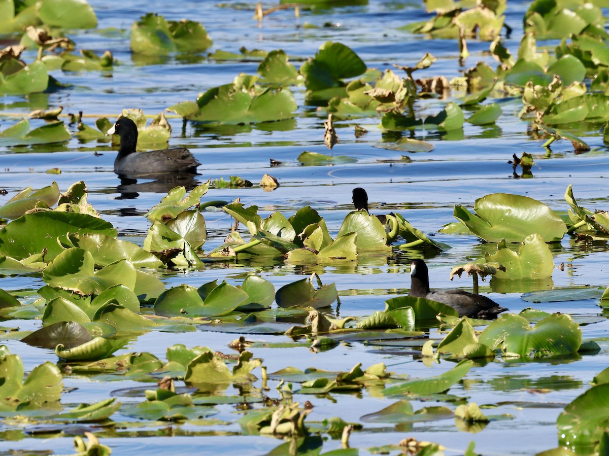 American Coot - ML629113033