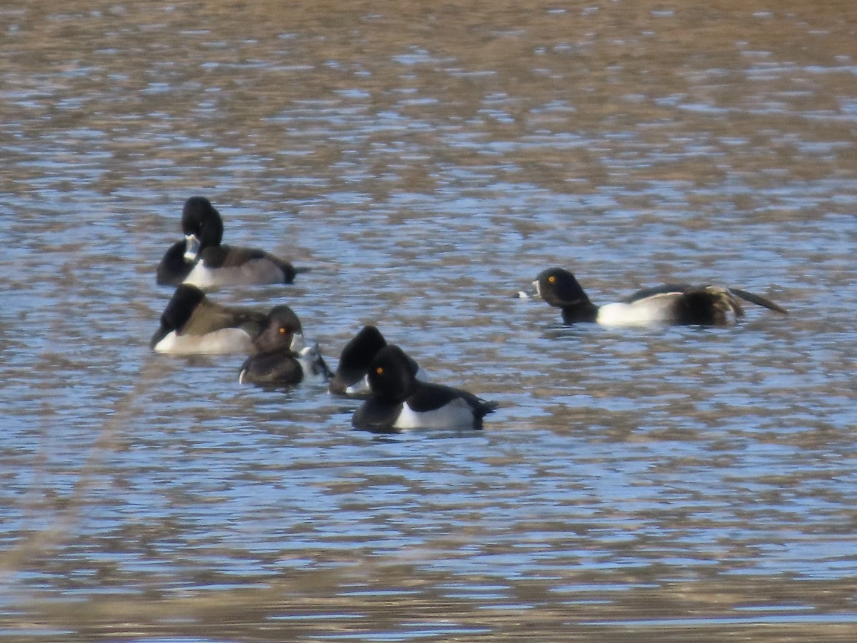 Ring-necked Duck - ML629113036