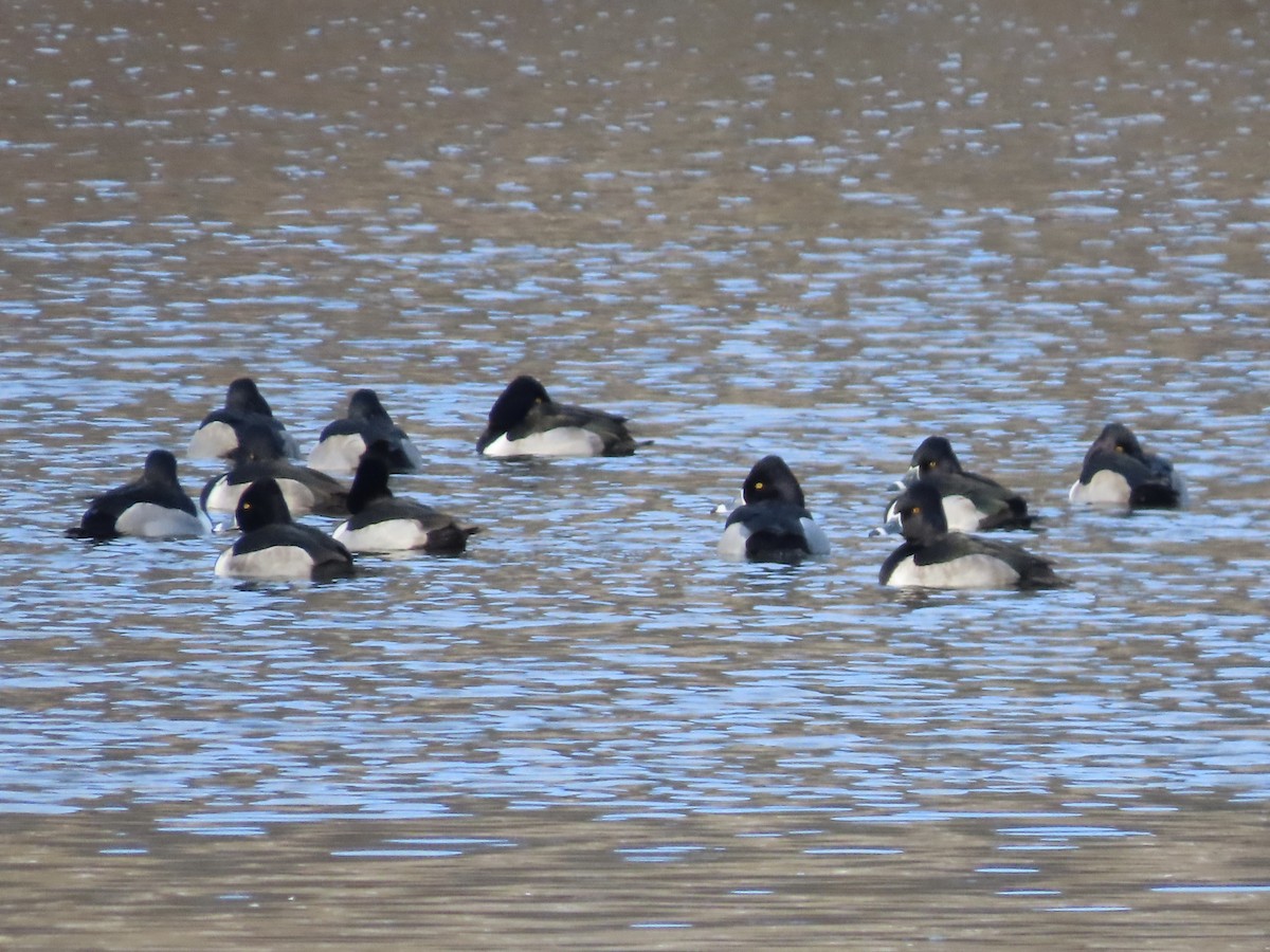 Ring-necked Duck - ML629113037