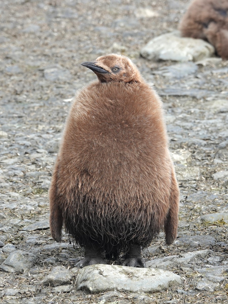 King Penguin - ML629113040