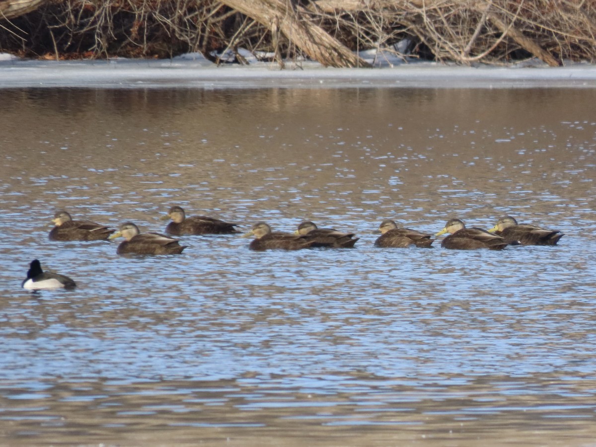 American Black Duck - ML629113042