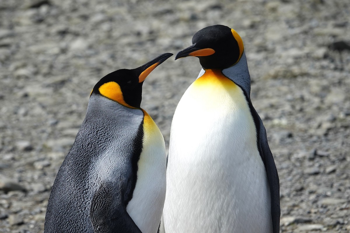 King Penguin - ML629113050