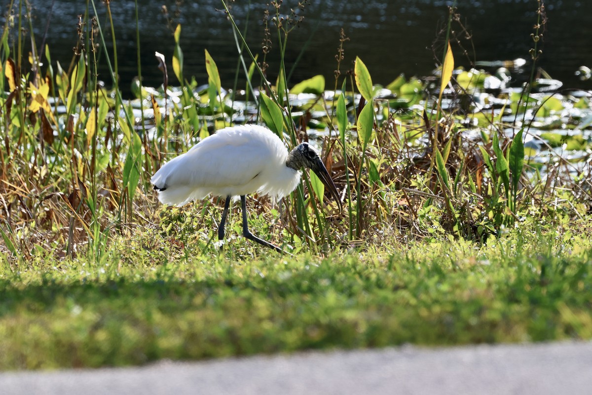 Wood Stork - ML629113052