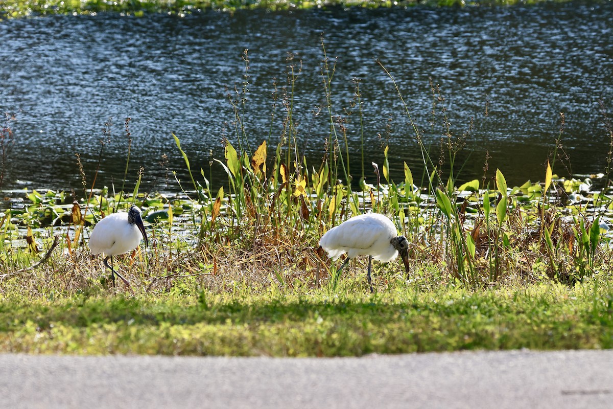 Wood Stork - ML629113053