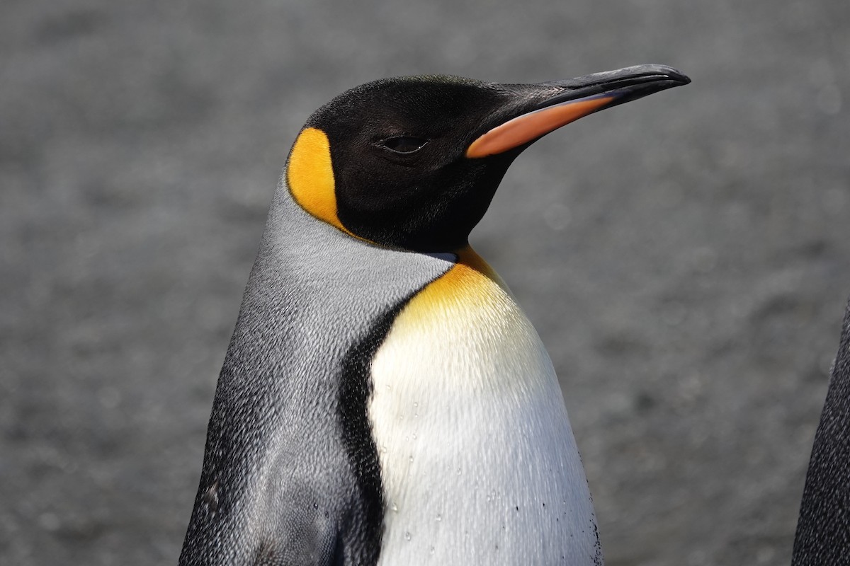 King Penguin - ML629113059