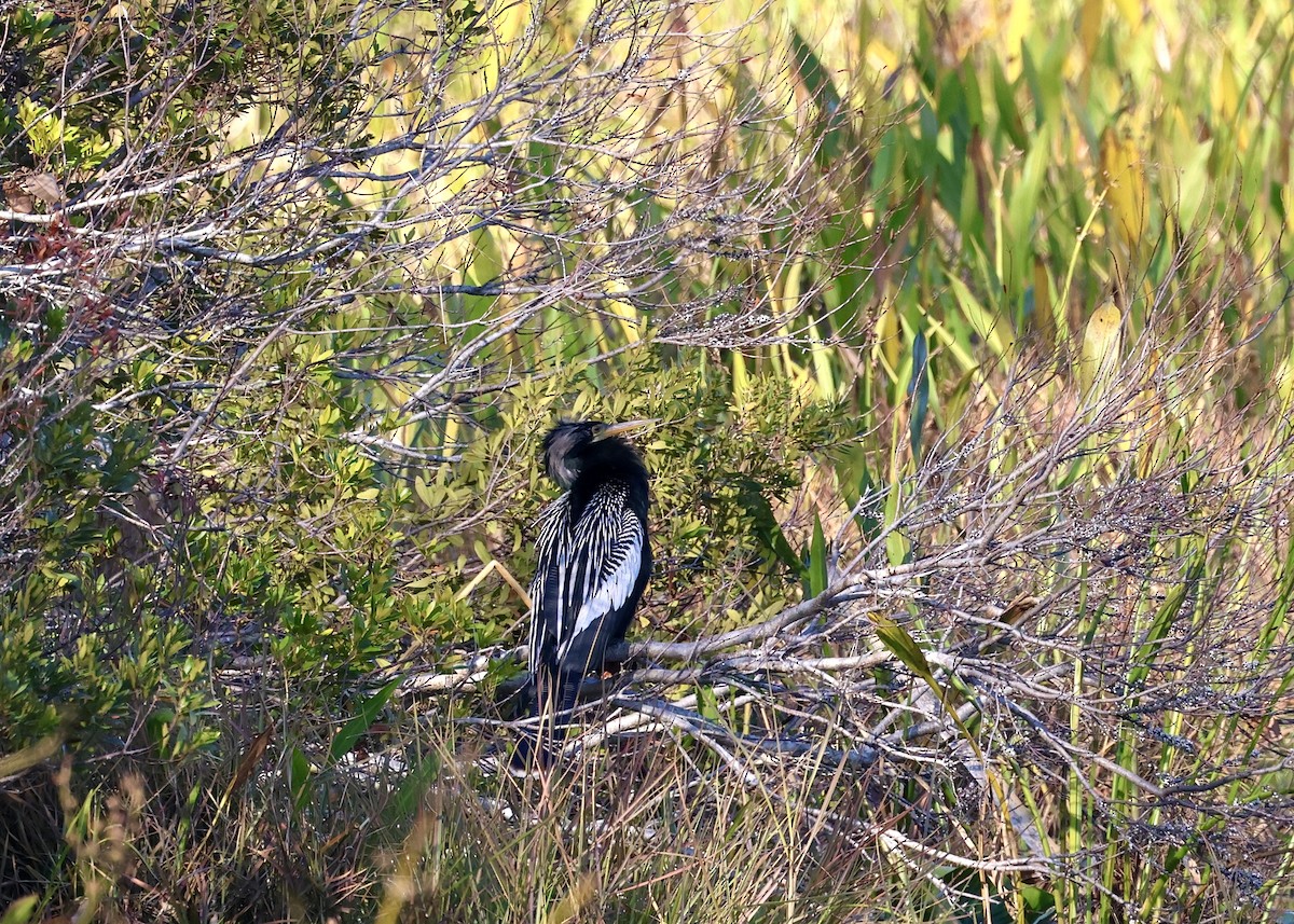 Anhinga - ML629113062