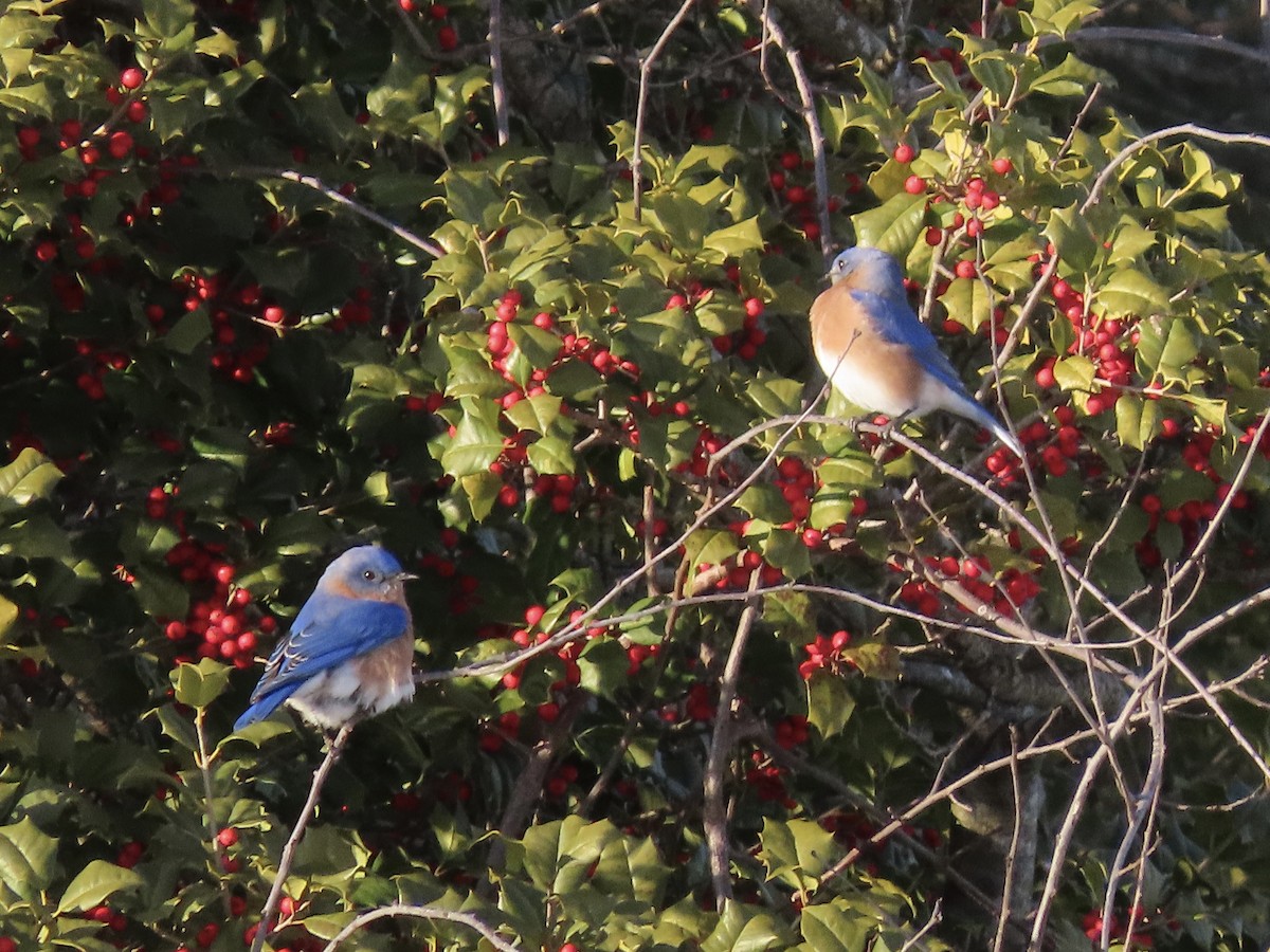 Eastern Bluebird (Eastern) - ML629113064