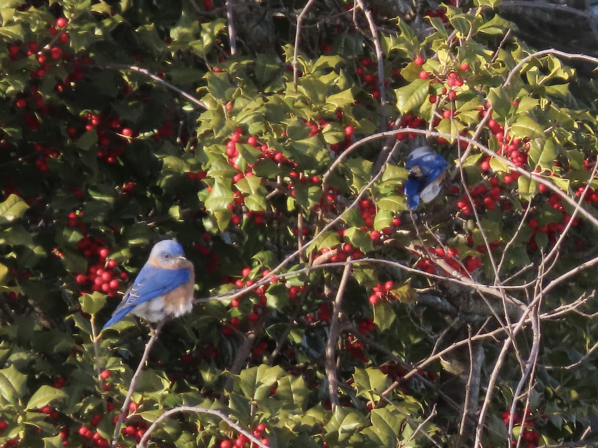 Eastern Bluebird (Eastern) - ML629113066