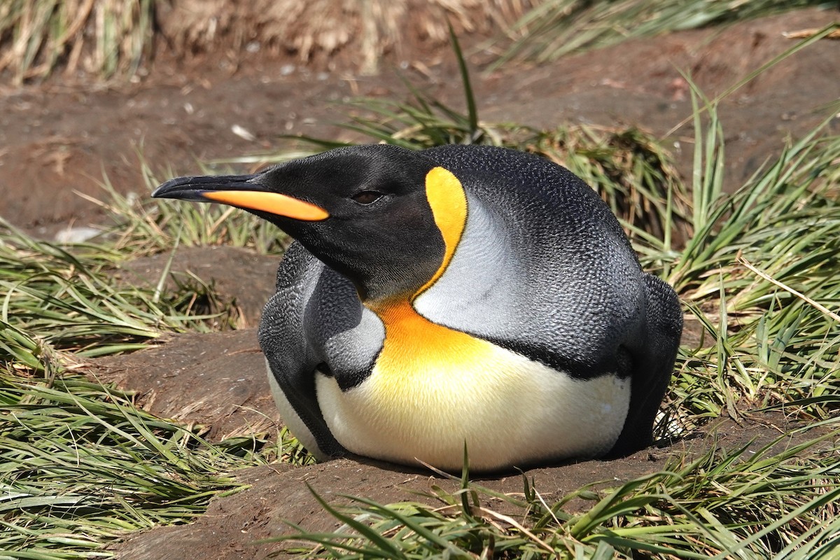 King Penguin - ML629113068