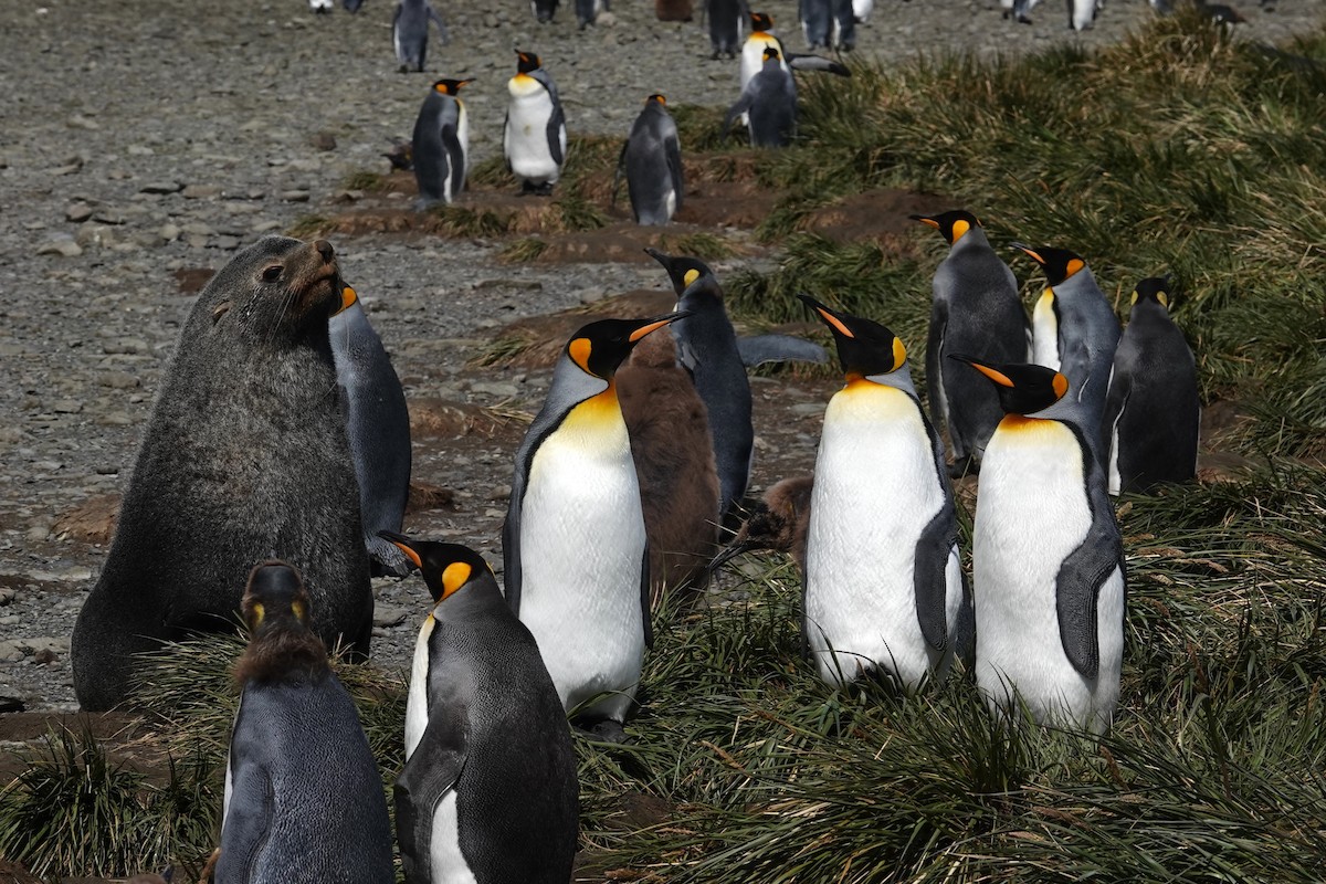 King Penguin - ML629113076