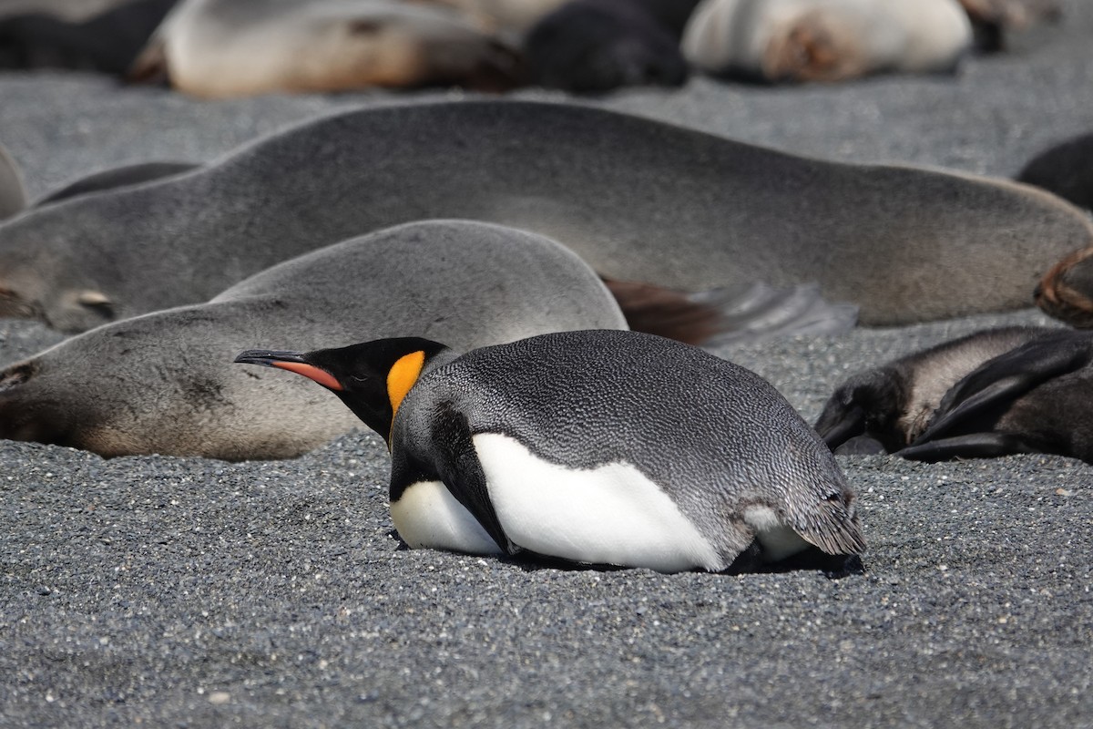 King Penguin - ML629113080