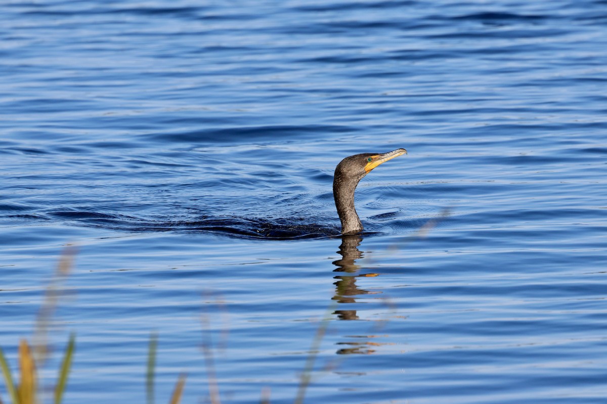 Double-crested Cormorant - ML629113084