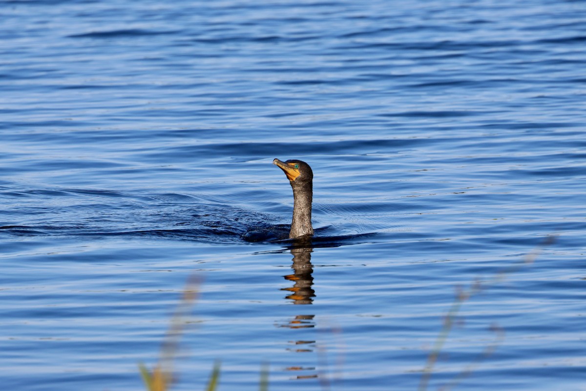 Double-crested Cormorant - ML629113085