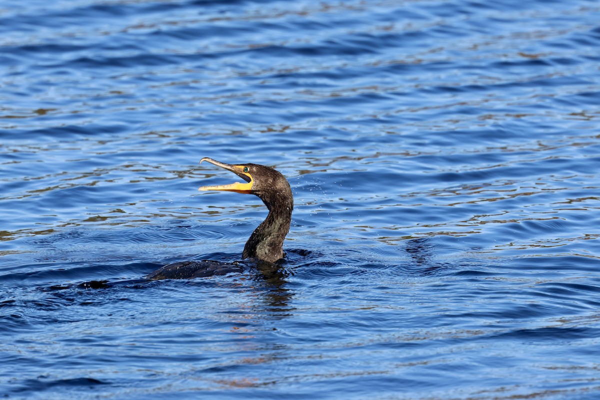 Double-crested Cormorant - ML629113088