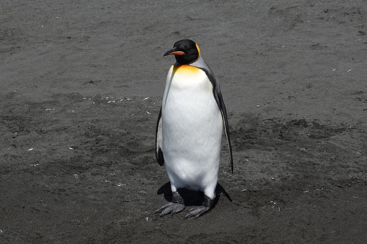 King Penguin - ML629113091