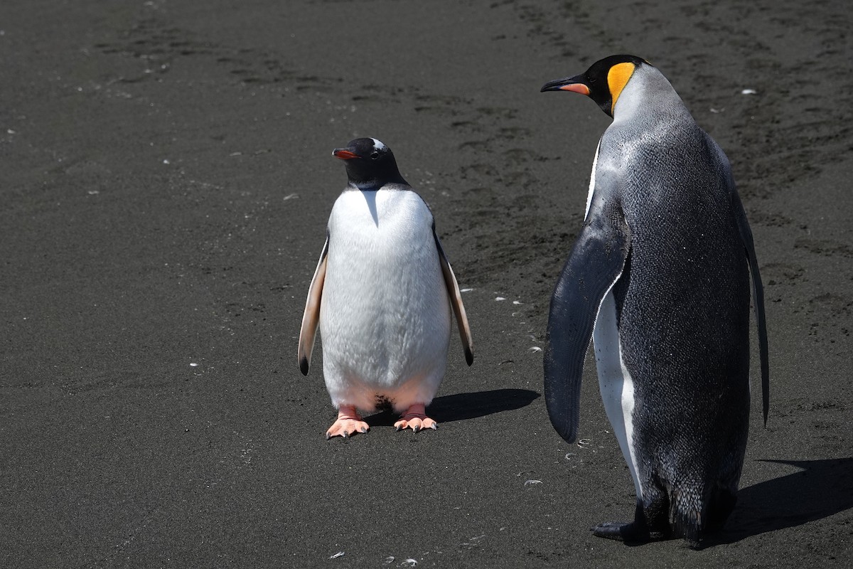 Gentoo Penguin - ML629113100