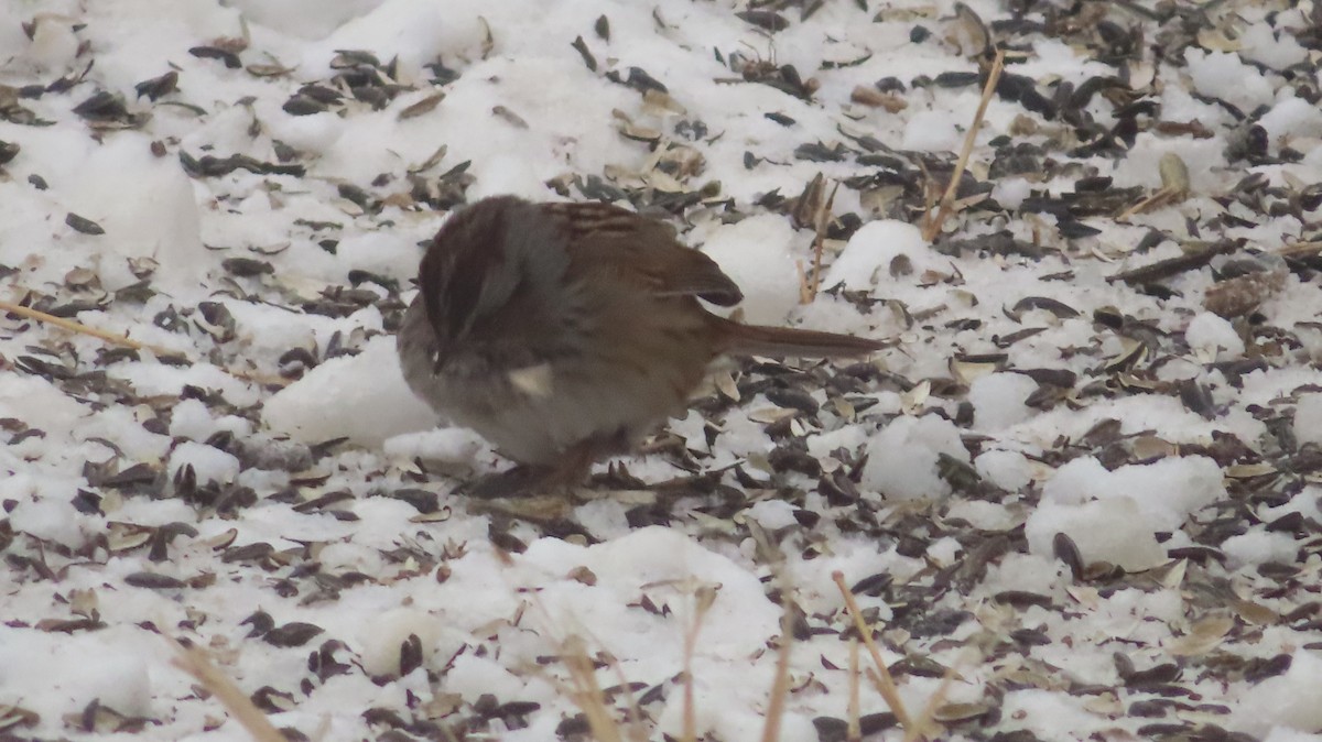 Swamp Sparrow - ML629113105