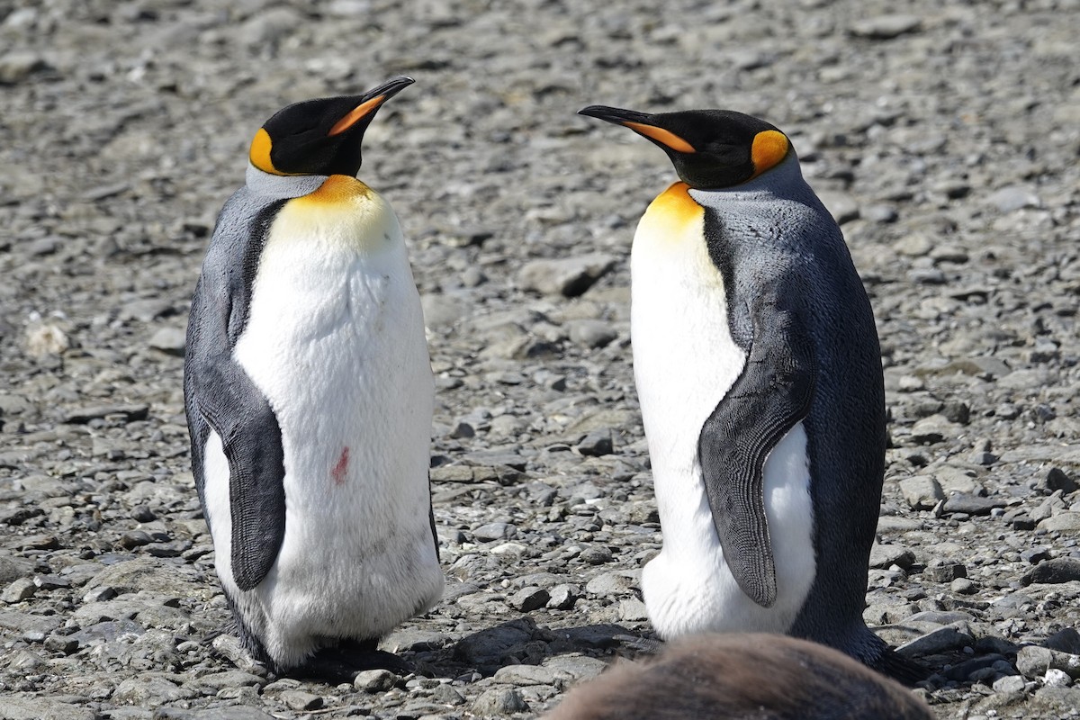 King Penguin - ML629113120