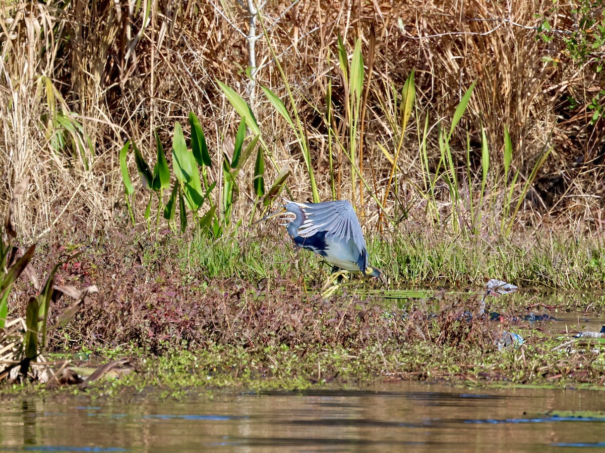 Tricolored Heron - ML629113122