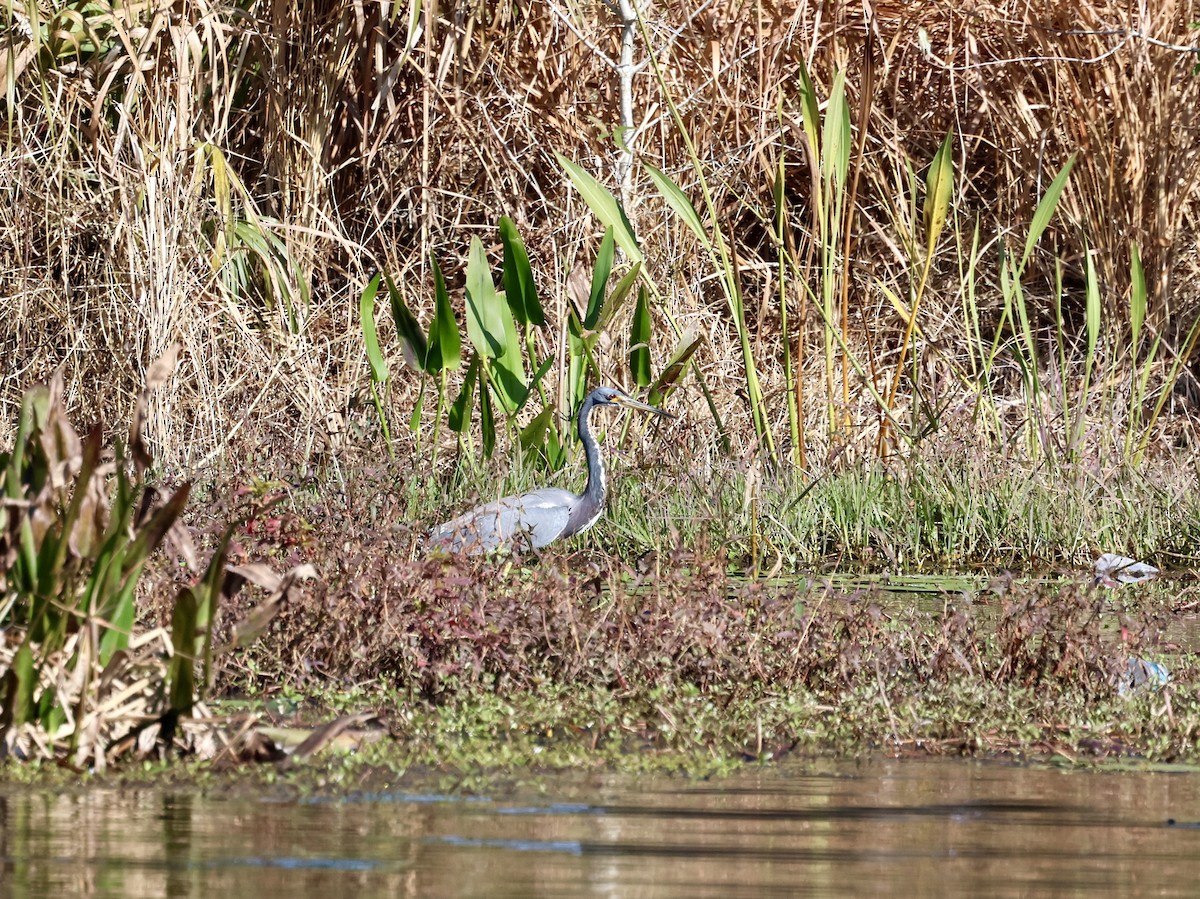 Tricolored Heron - ML629113123