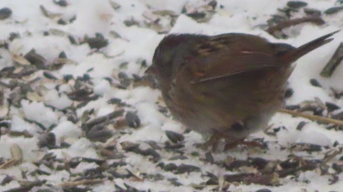 Swamp Sparrow - ML629113126