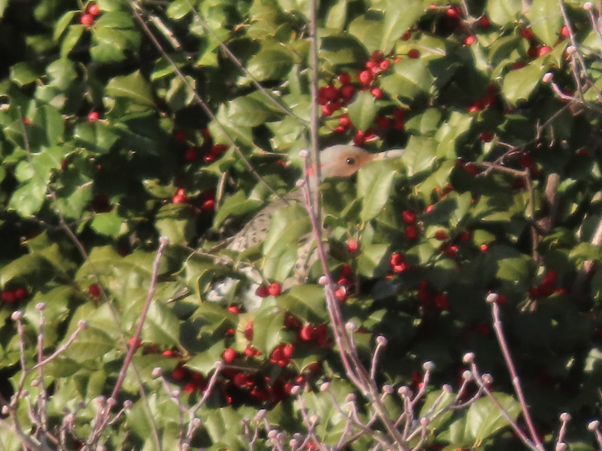 Northern Flicker (Yellow-shafted) - ML629113131