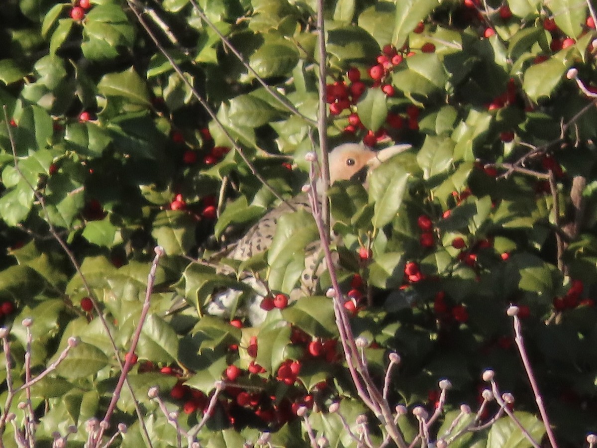 Northern Flicker (Yellow-shafted) - ML629113132