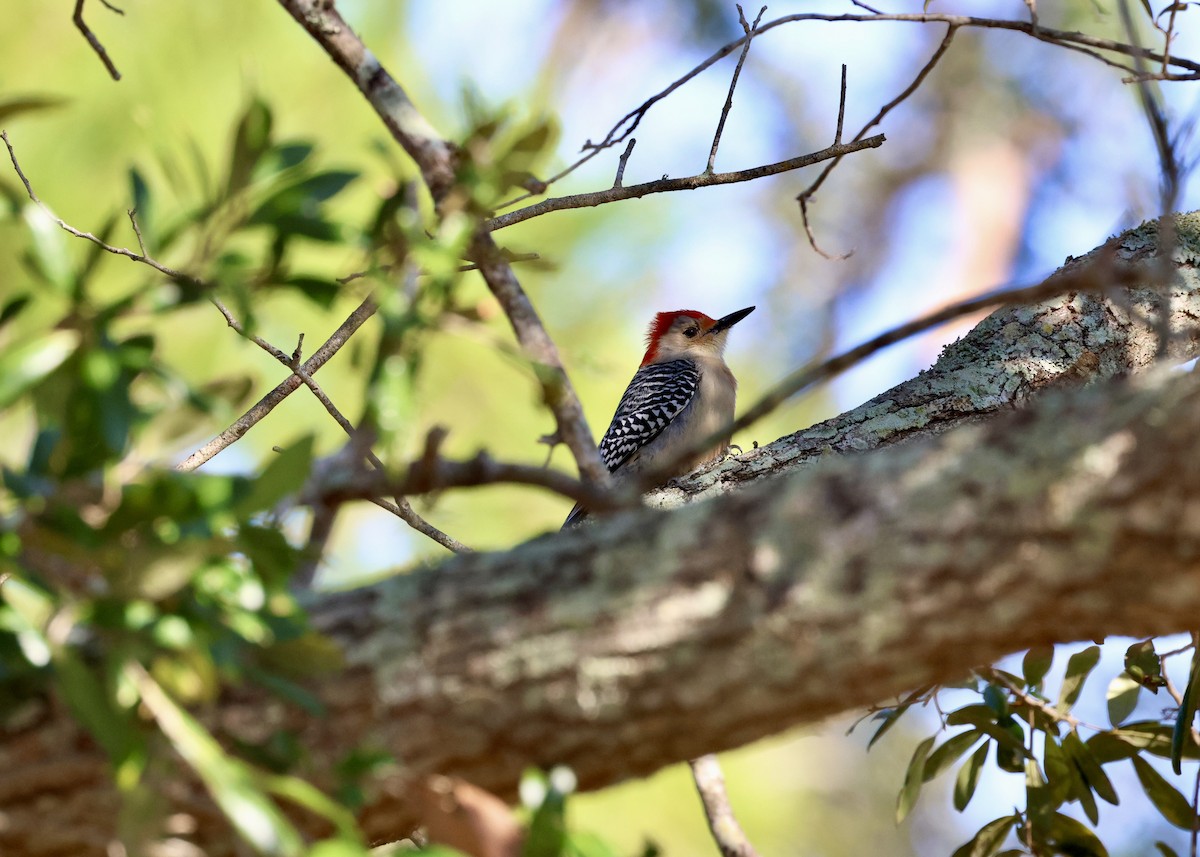 Red-bellied Woodpecker - ML629113137