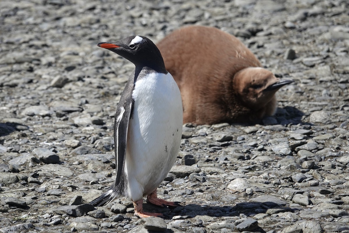 Gentoo Penguin - ML629113143