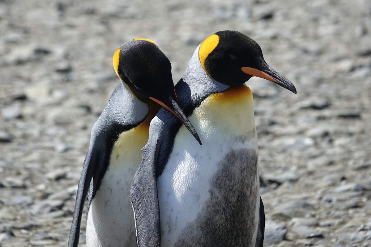 King Penguin - ML629113153