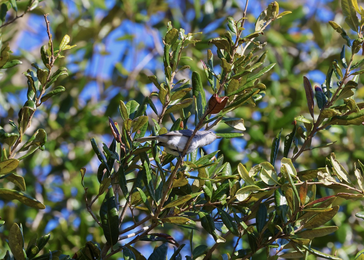 Blue-gray Gnatcatcher - ML629113155