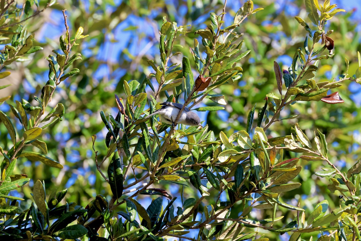 Blue-gray Gnatcatcher - ML629113156