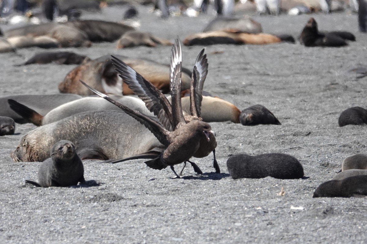 Brown Skua (Subantarctic) - ML629113183