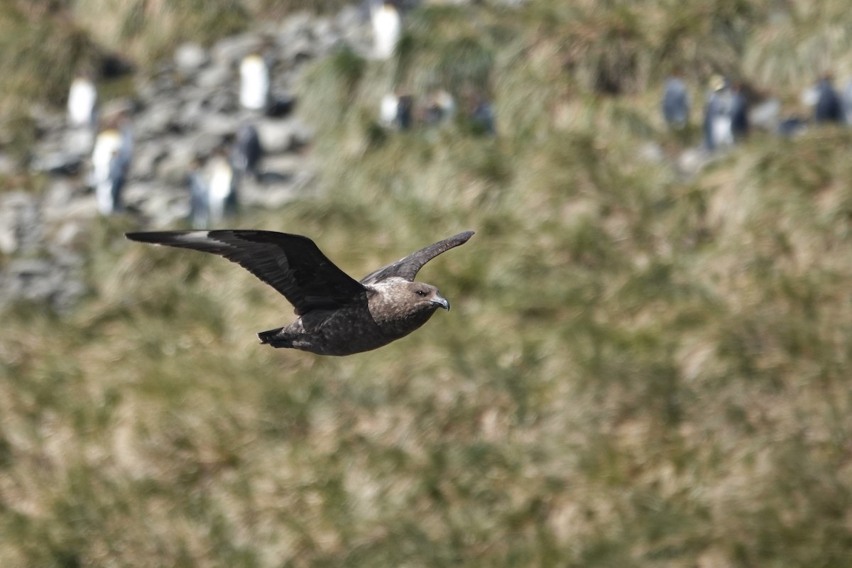 Brown Skua (Subantarctic) - ML629113188