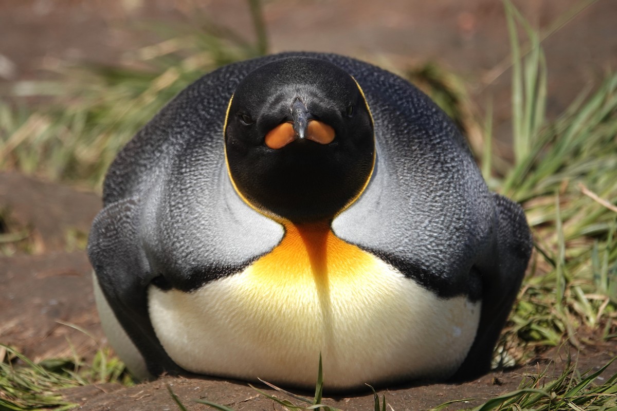 King Penguin - ML629113194